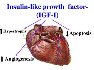 Insulin-like growth factor- (IGF-I)