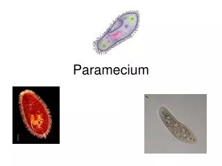 Paramecium