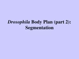 Drosophila Body Plan (part 2): Segmentation