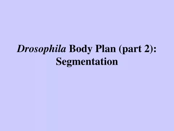drosophila body plan part 2 segmentation