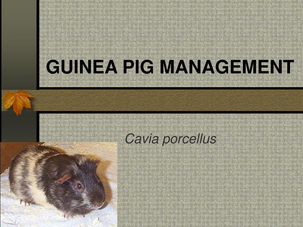 PPT - GUINEA PIG MANAGEMENT PowerPoint Presentation, free download - ID ... - Telemedicine For Guinea Pig Management