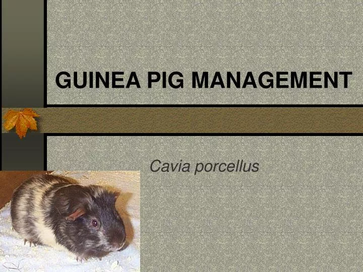 guinea pig management