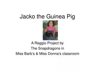 Jacko the Guinea Pig