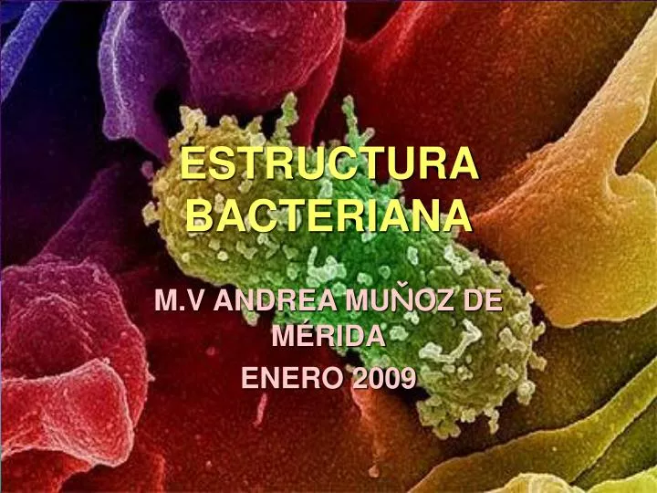 estructura bacteriana