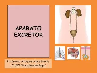 Ppt El Aparato Excretor Powerpoint Presentation Free Download Id