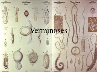 verminoses