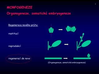 MORFOGENEZE Organogeneze, somatická embryogeneze