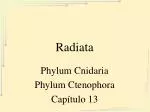 Radiata - slide 1