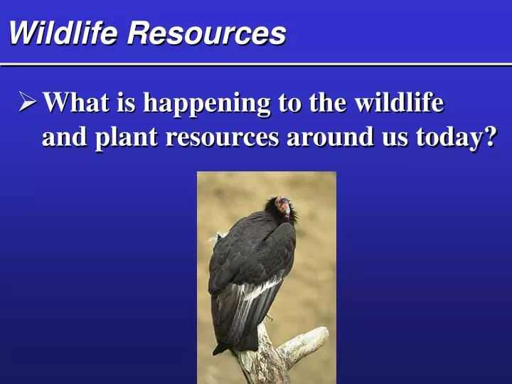 wildlife resources