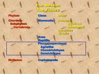 Phylum Class Order