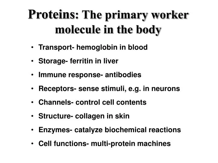 proteins the primary worker molecule in the body