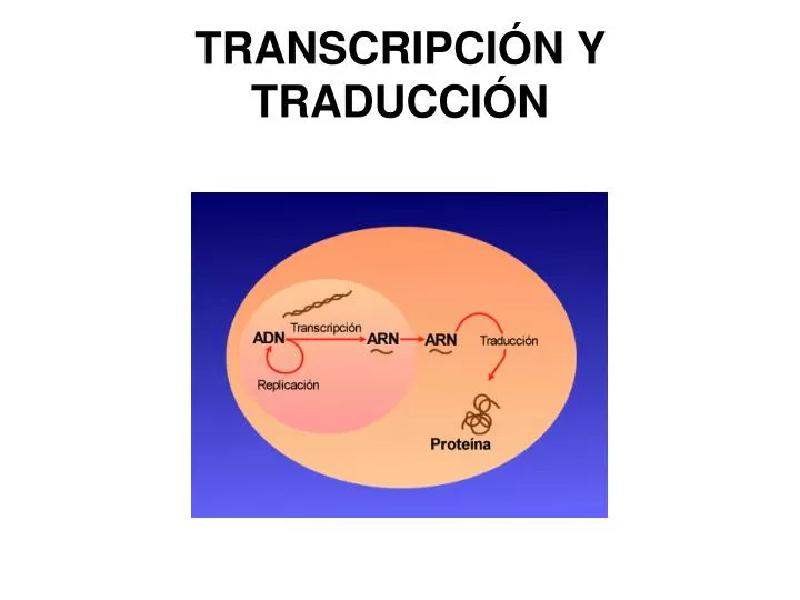 PPT - TRANSCRIPCIÓN Y TRADUCCIÓN PowerPoint Presentation, Free Download ...