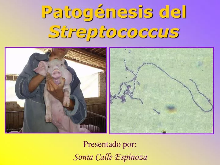 patog nesis del streptococcus