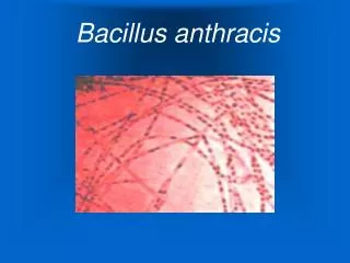 bacillus anthracis