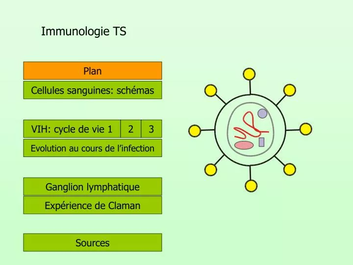 immunologie ts
