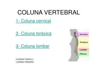 coluna vertebral