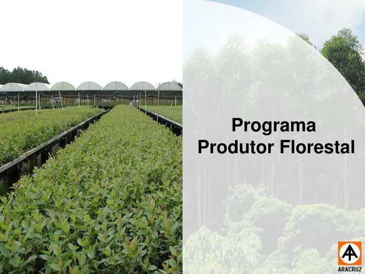 programa produtor florestal