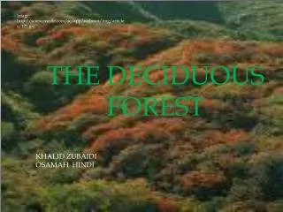 THE DECIDUOUS FOREST