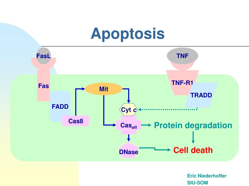 PPT - Apoptosis PowerPoint Presentation, free download - ID:965413