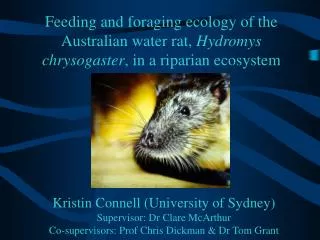 Feeding and foraging ecology of the Australian water rat, Hydromys chrysogaster , in a riparian ecosystem
