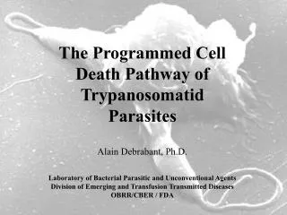 The Programmed Cell Death Pathway of Trypanosomatid Parasites