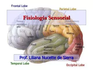 fisiolog a sensorial