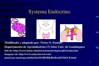 Systema Endocrino