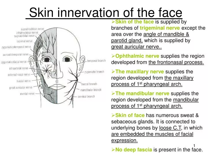 skin innervation of the face