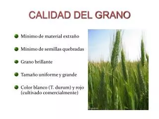 calidad del grano