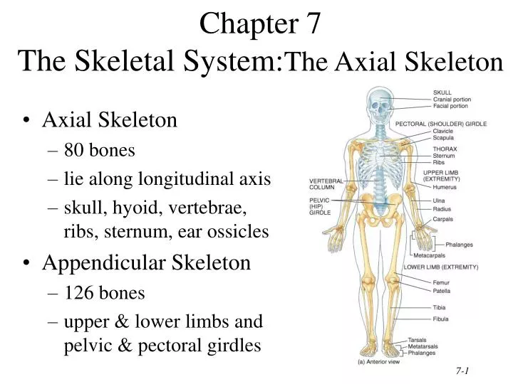 chapter 7 the skeletal system the axial skeleton