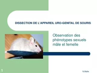 dissection de l appareil uro genital de souris