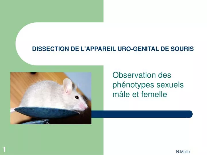 dissection de l appareil uro genital de souris