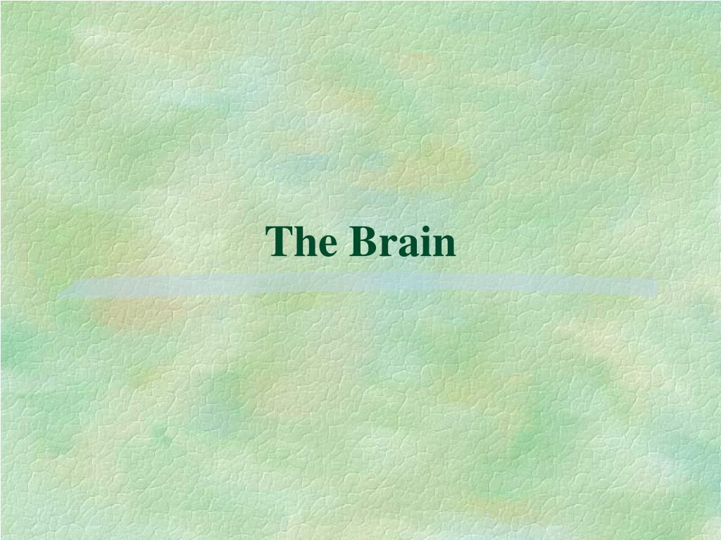 PPT - The Brain PowerPoint Presentation, free download - ID:968965