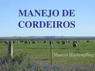 manejo de cordeiros