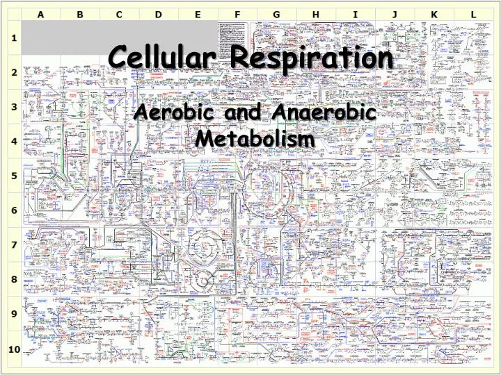 cellular respiration