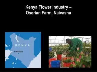 Kenya Flower Industry – Oserian Farm, Naivasha