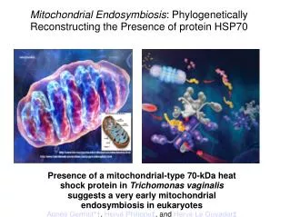 Mitochondrial Endosymbiosis : Phylogenetically Reconstructing the Presence of protein HSP70
