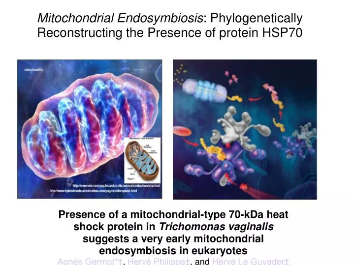 mitochondrial endosymbiosis phylogenetically reconstructing the presence of protein hsp70