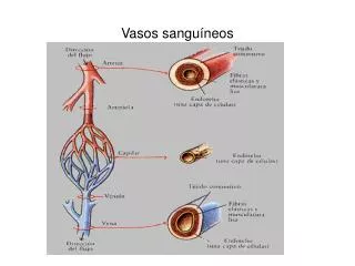 vasos sangu neos
