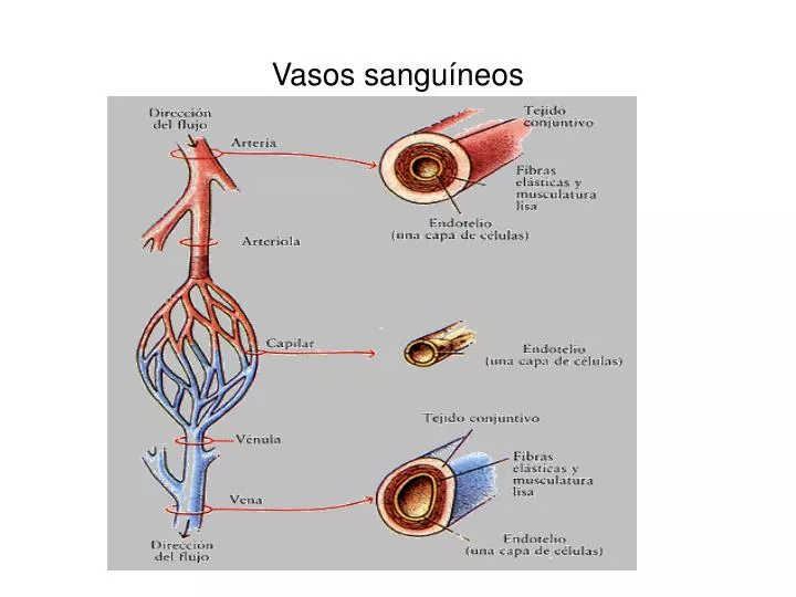 vasos sangu neos