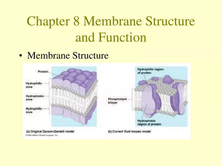 chapter 8 membrane structure and function