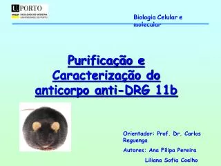 Purificação e Caracterização do anticorpo anti-DRG 11b