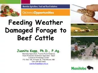 Feeding Weather Damaged Forage to Beef Cattle