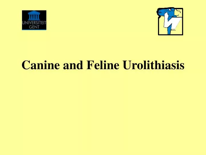 canine and feline urolithiasis