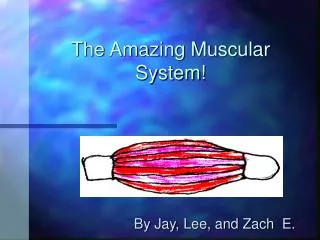 The Amazing Muscular System!