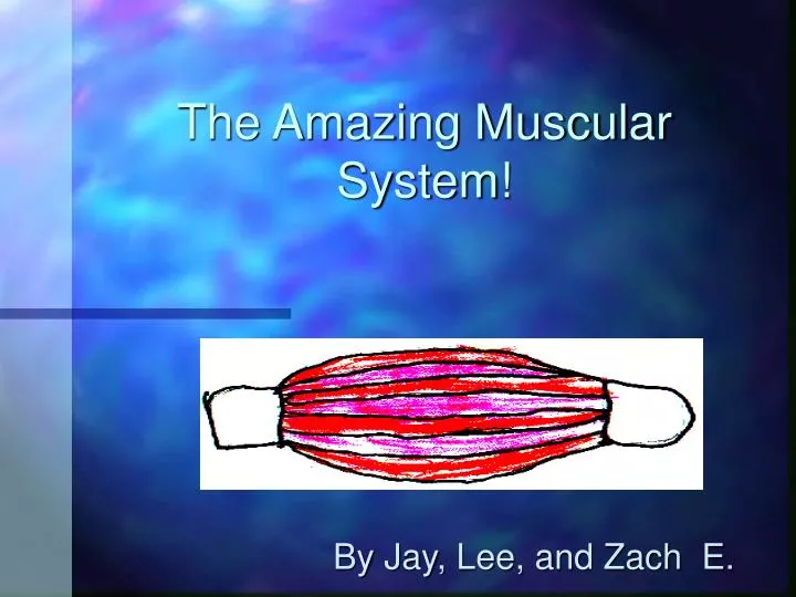the amazing muscular system