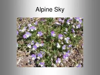 Alpine Sky