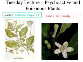 Tuesday Lecture – Psychoactive and Poisonous Plants