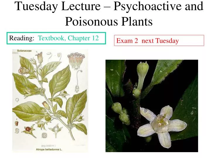 tuesday lecture psychoactive and poisonous plants