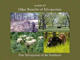 module #7 Other Benefits of Silvopasture